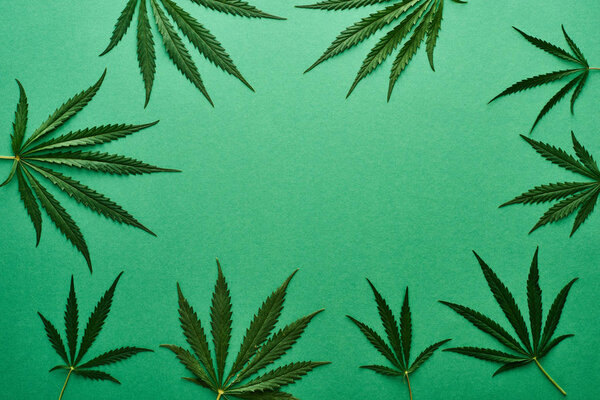 top view of green cannabis leaves on green background with copy space