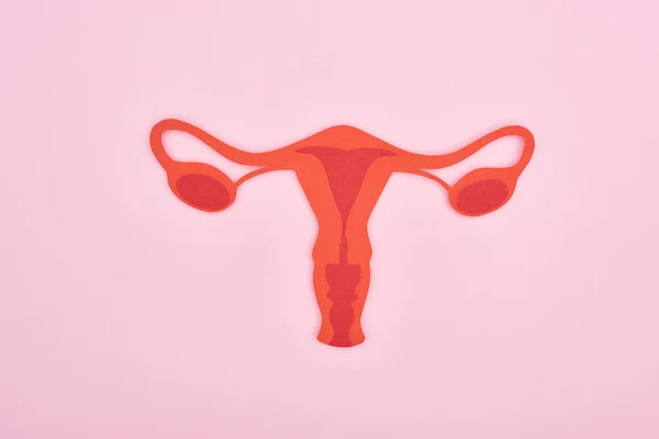 Bovenaanzicht Van Rood Papier Knippen Vrouwelijke Reproductieve Interne Organen Roze — Stockfoto