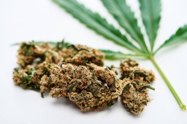 beyaz arka plan üzerinde yeşil kenevir yaprağı ve marihuana tomurcukları yakından görünümü