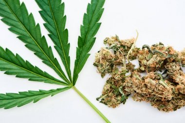yeşil kenevir yaprağı ve beyaz izole marihuana tomurcukları üst görünümü 