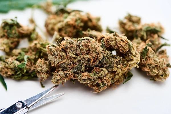 Beyaz Arka Plan Üzerinde Marihuana Tomurcukları Makas Yakından — Stok fotoğraf