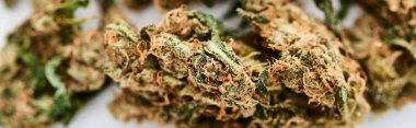 beyaz arka plan, panoramik çekim üzerinde doğal marihuana tomurcukları yakın görünümü