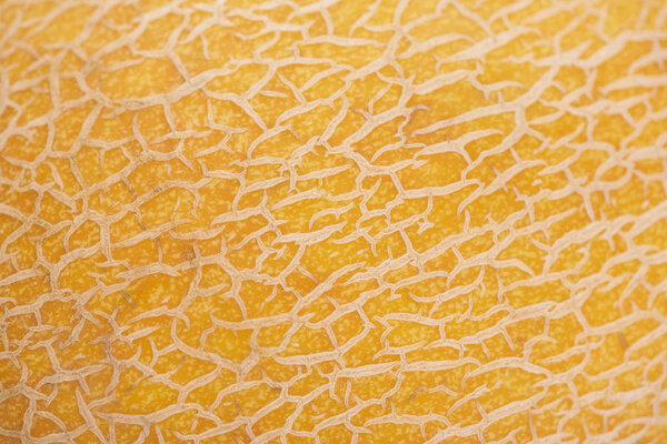 close up view of yellow melon peel texture