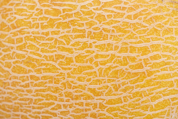 close up view of yellow melon peel texture