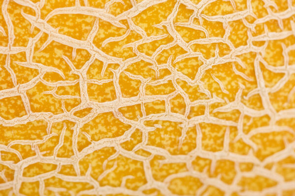 close up view of textured yellow melon peel