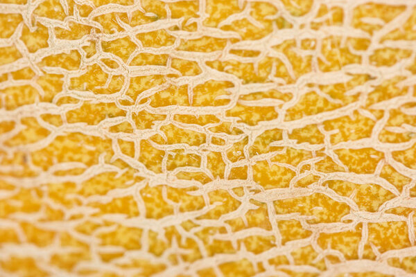 close up view of textured yellow melon peel