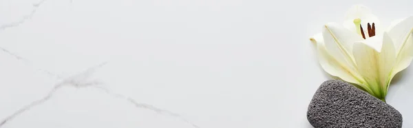 Tiro Panorâmico Flor Branca Pedra Pomes Cinza Escuro Superfície Mármore — Fotografia de Stock