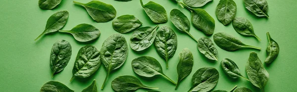 Panoramic Shot Fresh Organic Basil Green Background — Stock Photo, Image