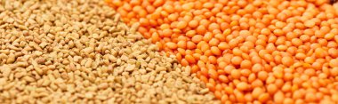 panoramic shot of cereals near red lentil clipart