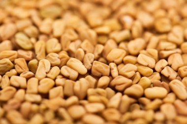 close up view of unprocessed bulgur grains clipart