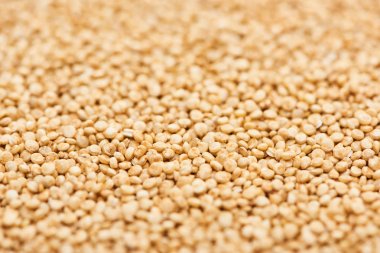 organik beyaz Quinoa pişmemiş tohumlar 
