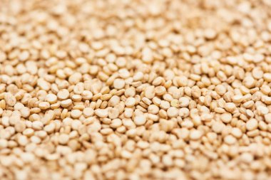 küçük beyaz Quinoa tohumları nın yakın görünümü