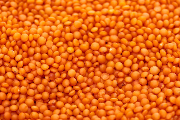 bright seeds of uncooked organic red lentil