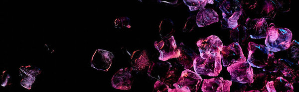 панорамный снимок прозрачных кубиков льда с фиолетовым светом, изолированным на черном
