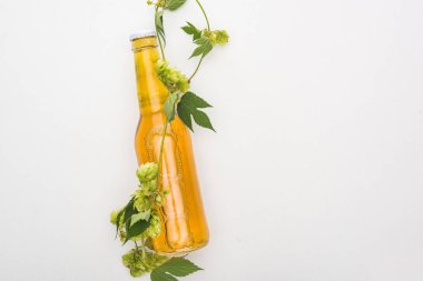 beyaz arka plan üzerinde yeşil hop ile şişede sarı bira üst görünümü