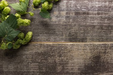 top view of green hop on wooden background clipart