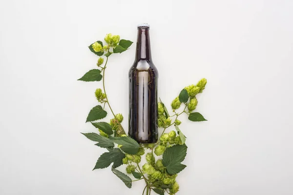 top view of beer in bottle with green hop on white background