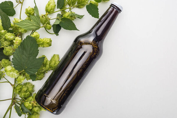 beer in bottle with green hop on white background