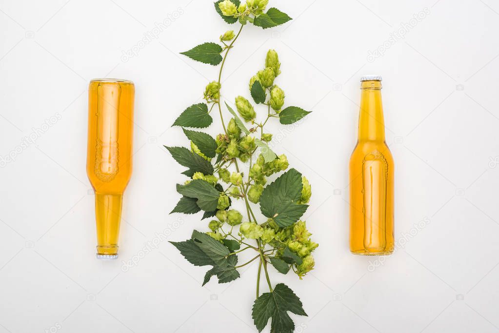 top view of ale in bottles with green hop on white background