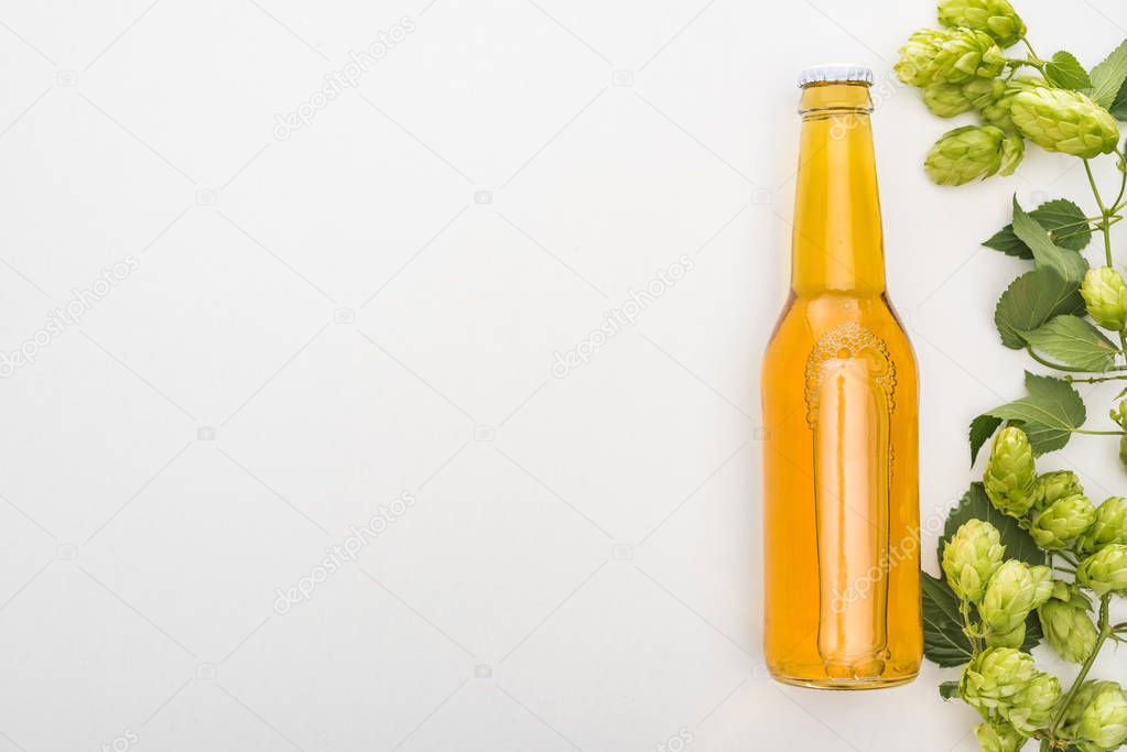 top view of beer in bottle with green hop on white background with copy space