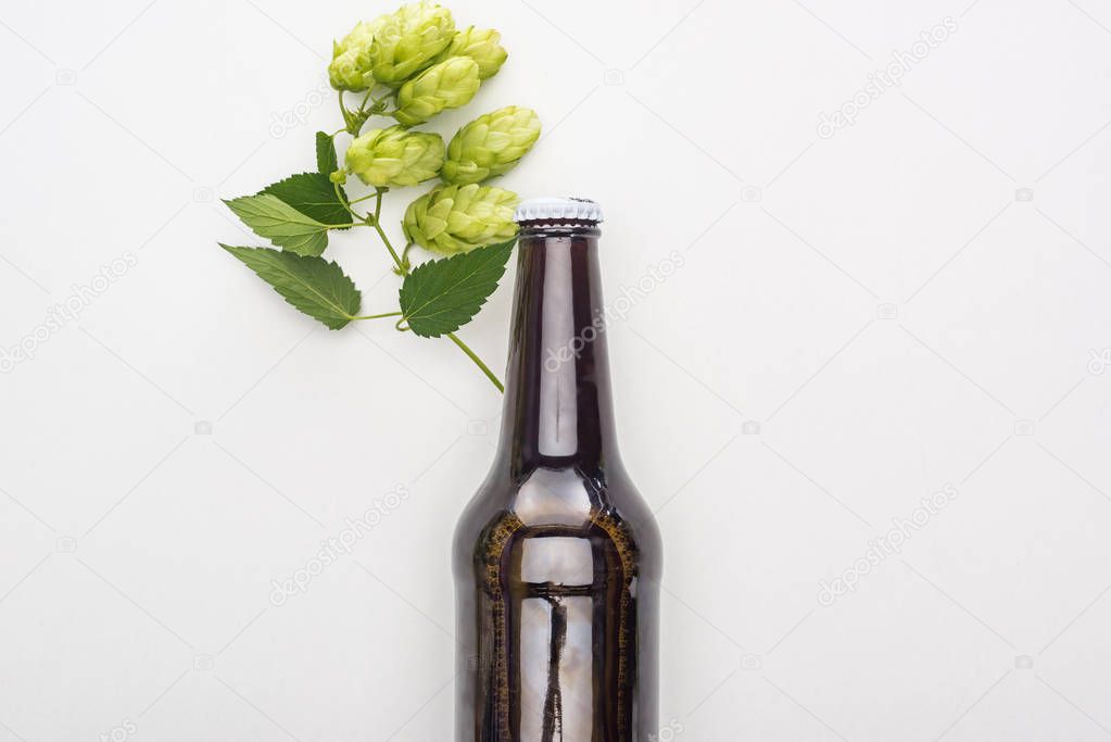 top view of beer in brown bottle with green hop on white background