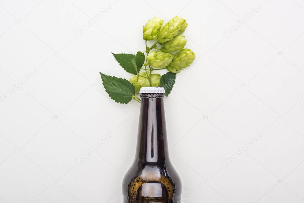top view of fresh beer in bottle with hop on white background