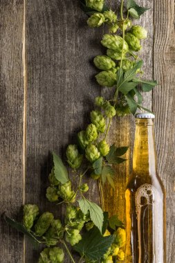 top view of beer in bottle with green hop on wooden table clipart