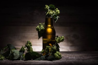arka ışık ile karanlıkta ahşap masada taze yeşil hop ile şişede bira