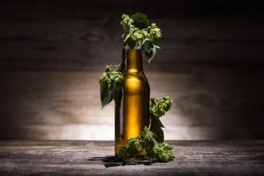arka ışık ile karanlıkta ahşap masada taze hop ile şişede bira