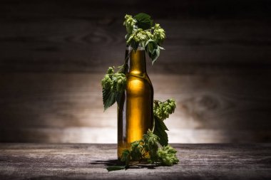 beer in bottle with fresh hop on wooden table in darkness with back light clipart