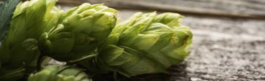 close up view of organic green hop on wooden surface, panoramic shot clipart