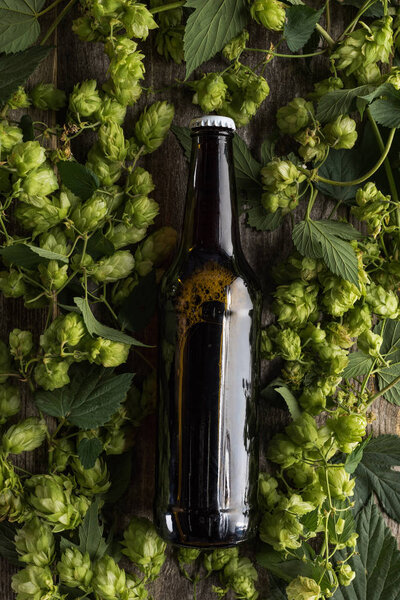 top view of beer in bottle in green hop on wooden background