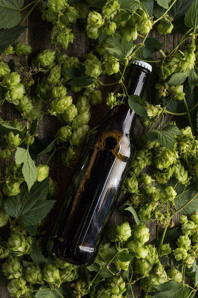 top view of beer in bottle in green blossoming hop