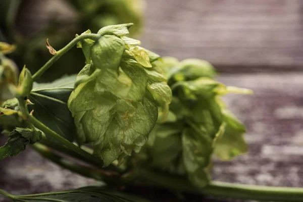 Vue Rapprochée Houblon Vert Sur Table Bois — Photo