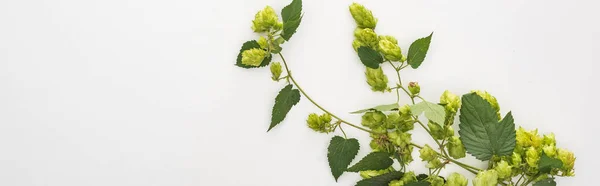 Top View Green Hop White Background Panoramic Shot — Stock Photo, Image