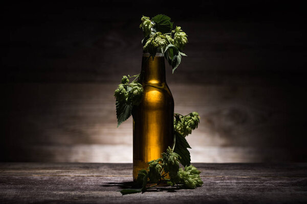 beer in bottle with fresh hop on wooden table in darkness with back light