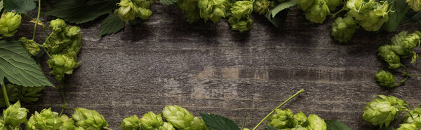 frame of green hop on wooden rustic table, panoramic shot