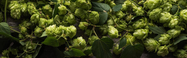 top view of green hop with leaves, panoramic shot