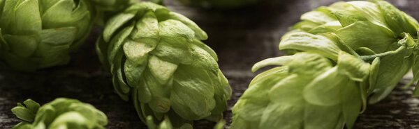 close up view of fresh green hop on wooden table, panoramic shot