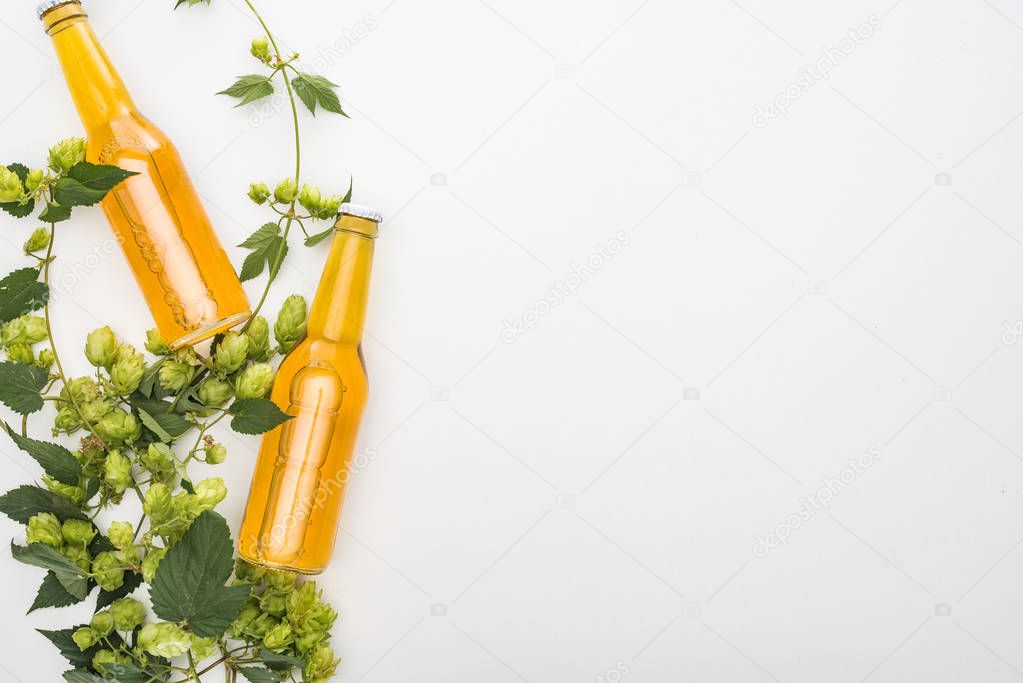 top view of beer in bottles with green hop on white background