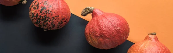 Panoramic Shot Ripe Pumpkins Black Orange Background — Stock Photo, Image