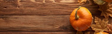 panoramic shot of pumpkin on wooden surface with dried autumn leaves and copy space clipart