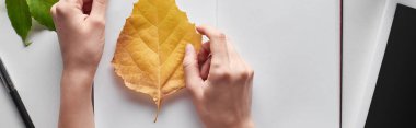 cropped view of female hands near yellow leaf of alder, blank notebook and digital tablet on white table, panoramic shot  clipart
