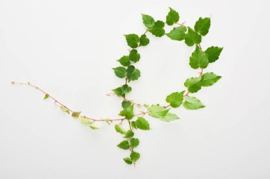 top view of hop plant twig with green leaves isolated on white clipart