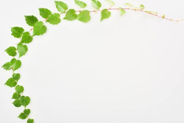 top view of hop plant twig with green leaves isolated on white with copy space clipart