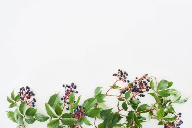 top view of wild grapes branch with green leaves and berries isolated on white with copy space clipart
