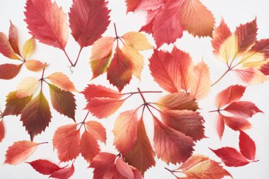 top view of scattered colorful red leaves of wild grapes isolated on white  clipart