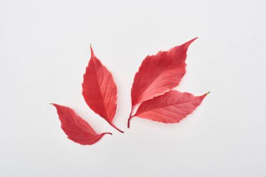 Beyaz arkaplanda yaban üzümlerinin parlak kırmızı yapraklarının üst görünümü