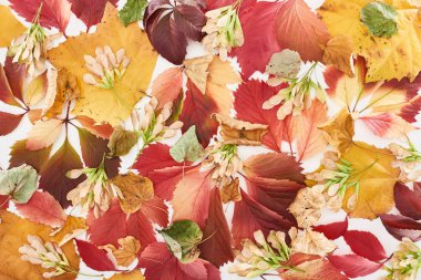 top view of maple seeds, colorful red and yellow leaves of wild grapes, alder and maple isolated on white  clipart
