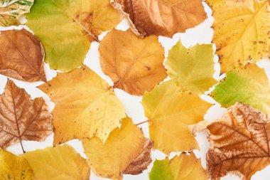 top view of bright yellow maple leaves isolated on white background clipart